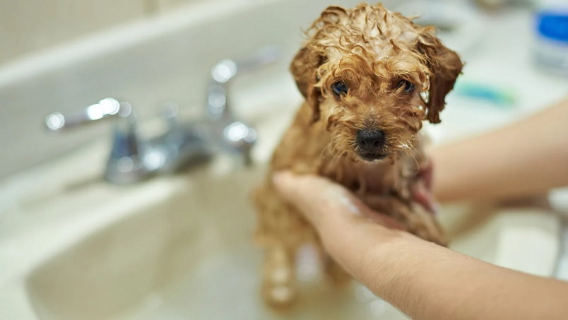 4 Ways To Help Your Dog Learn To Love Baths